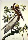 John James Audubon Canvas Paintings - Brown Pelican